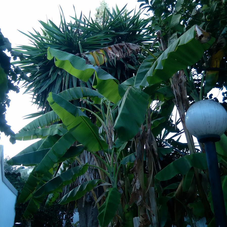 Aragorn Paradise Garden Moraitika Bagian luar foto